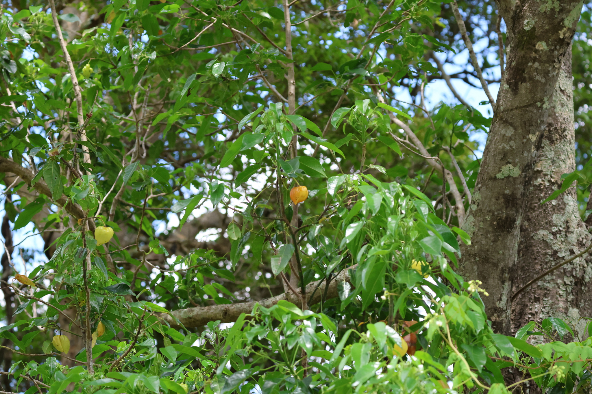 Cudgerie (Hernandia bivalvis)
