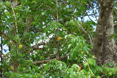 Hernandia bivalvis