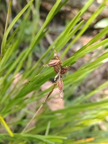 Isochilus latibracteatus, photograph 6