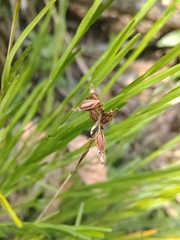 Isochilus latibracteatus, photograph (c) Lucas Kaminski, some rights reserved (CC BY)