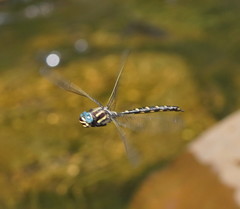 Notoaeschna sagittata