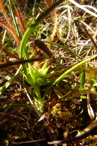 Image of Carex carsei by (c) Cara-Lisa Schloots, some rights reserved (CC BY)