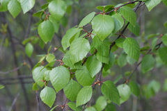 Betula × aurata