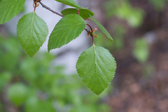 Betula × aurata