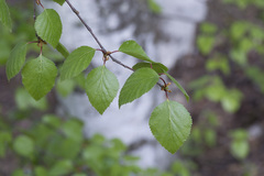 Betula × aurata