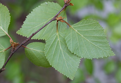 Betula × aurata