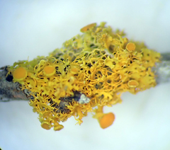 Teloschistes sieberianus