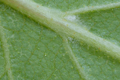 Betula × aurata