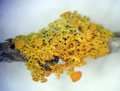 Teloschistes sieberianus