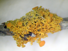 Teloschistes sieberianus