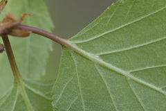 Betula × aurata