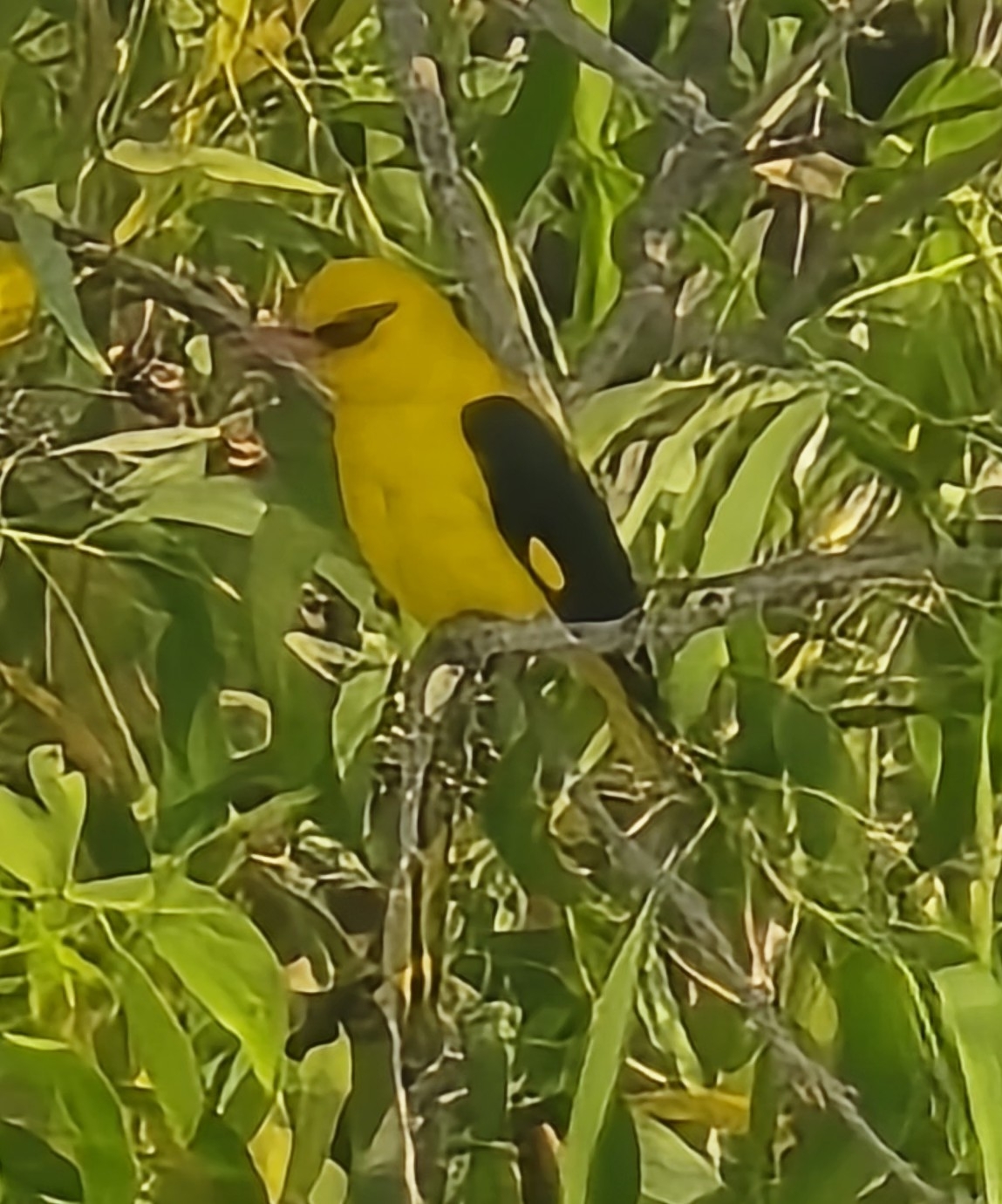 Indian Golden Oriole (Oriolus kundoo), photo 5
