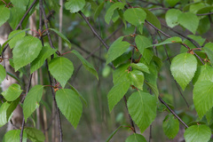 Betula × aurata