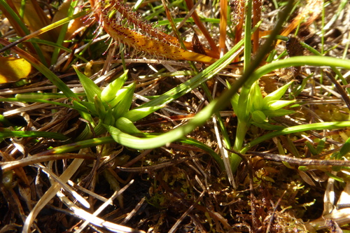 Image of Carse's Sedge (Carex carsei) by (c) Cara-Lisa Schloots, some rights reserved (CC BY)