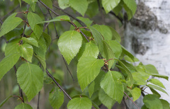 Betula × aurata