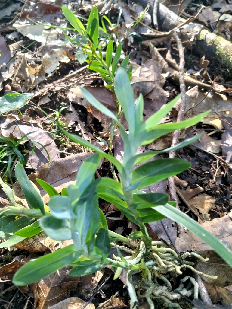 Dichaea glauca