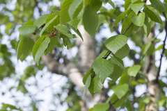 Betula × aurata