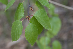 Betula × aurata