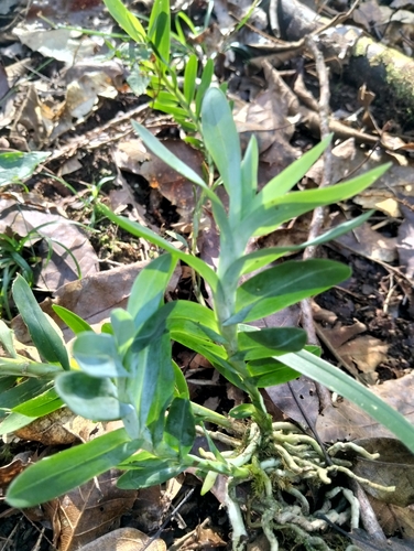 Dichaea glauca, photograph 2