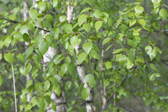 Betula × aurata