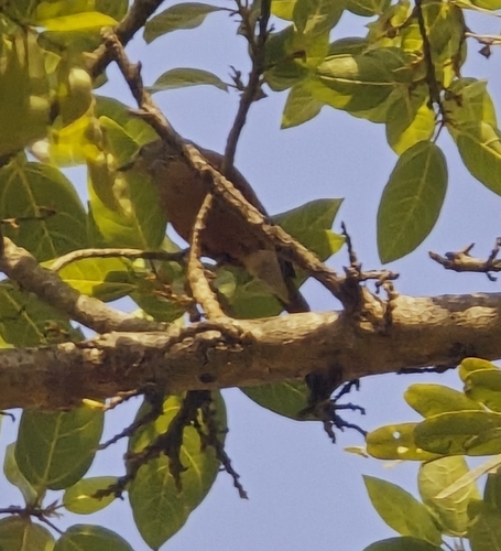 Chestnut-tailed Starling (Sturnia malabarica), photo 6