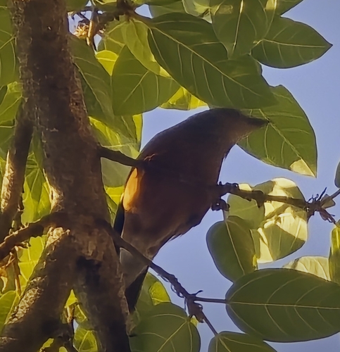 Chestnut-tailed Starling (Sturnia malabarica), photo 7