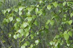 Betula × aurata