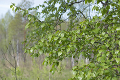 Betula × aurata