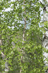 Betula × aurata