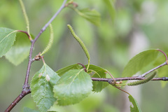 Betula × aurata