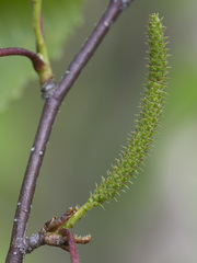 Betula × aurata