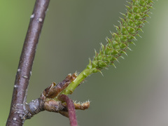 Betula × aurata