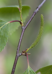 Betula × aurata