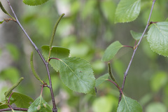 Betula × aurata