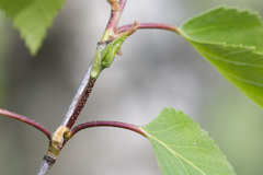Betula × aurata