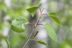 Betula × aurata