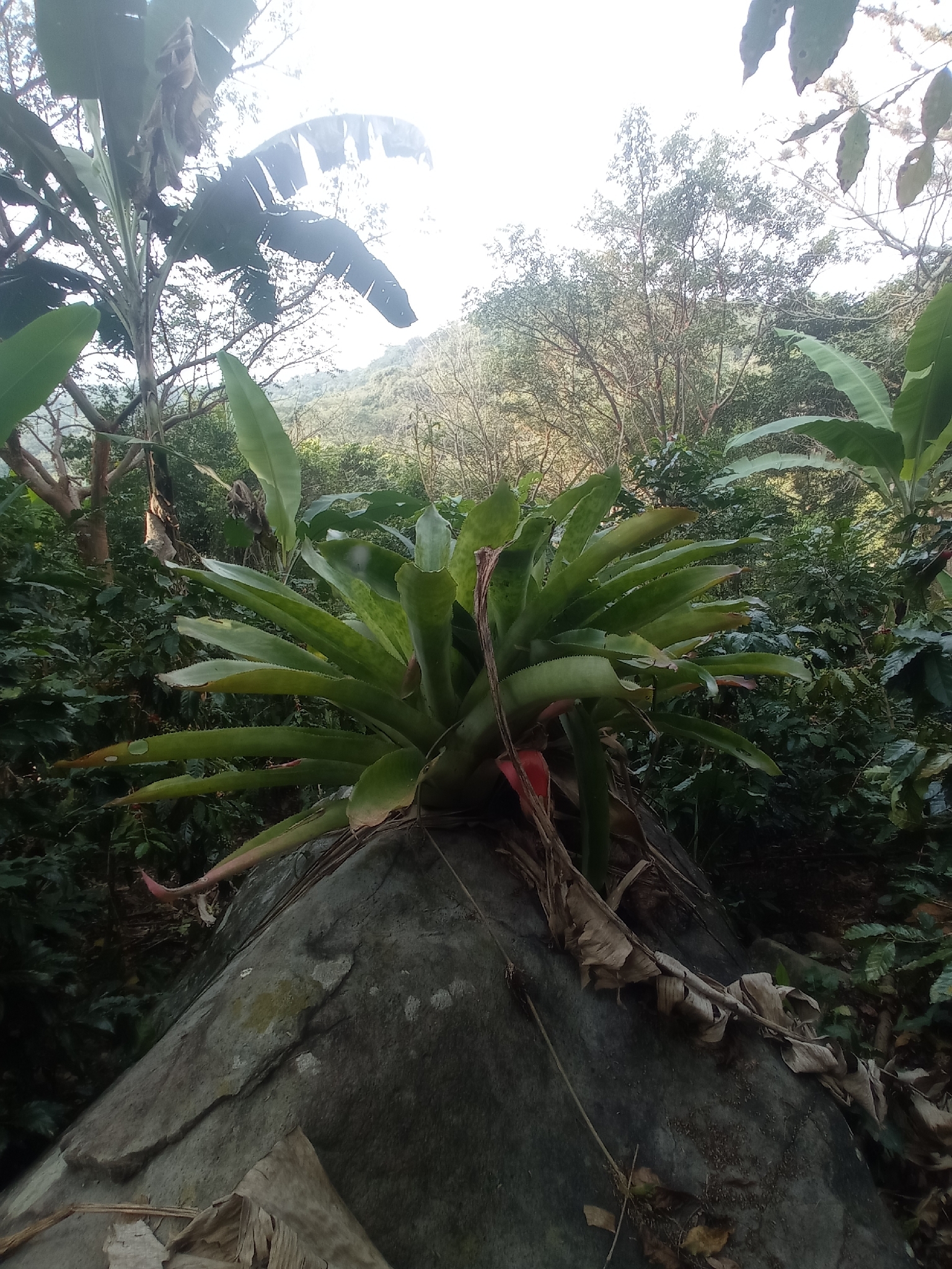 Bromelia