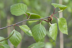 Betula × aurata