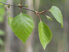 Betula × aurata