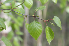 Betula × aurata