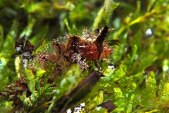 Cristiceps australis