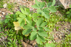 Peucedanum japonicum