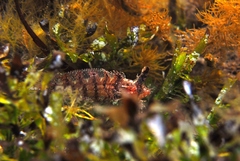 Cristiceps australis