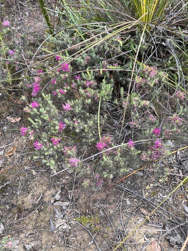 Melaleuca aspalathoides, 2026-01-08