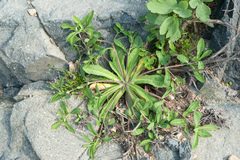 Crepidiastrum lanceolatum