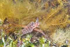 Cristiceps australis