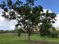 Angophora subvelutina