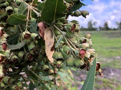 Angophora subvelutina