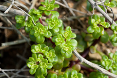 Sedum formosanum
