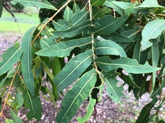 Angophora subvelutina